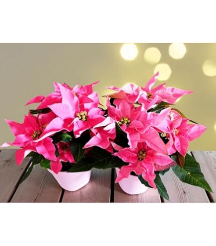 Amazon.co.jp: ポインセチア イエロールクス 3号ポット苗 3株セット 鉢